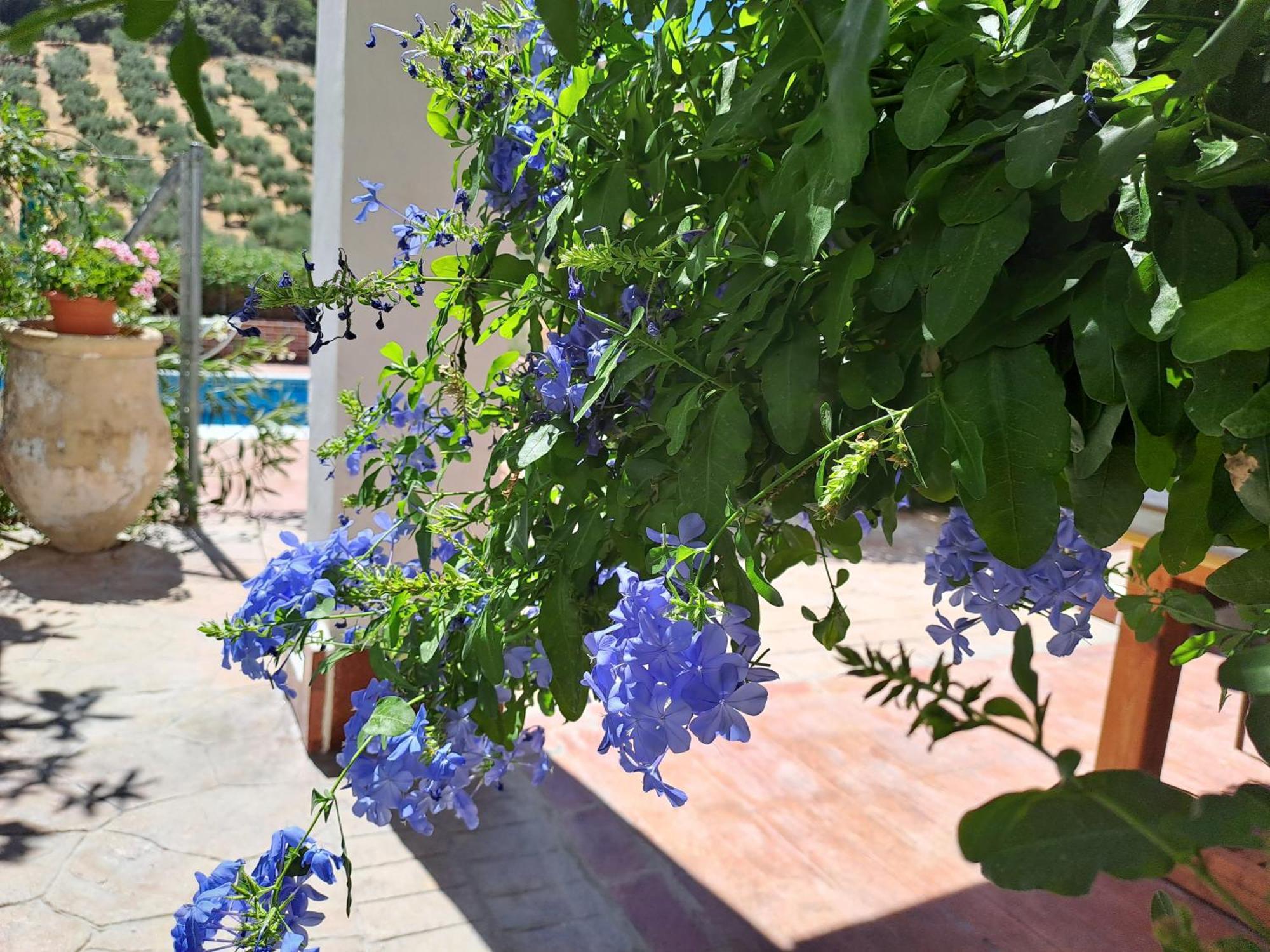 فيلا Cortijo Berruguilla Lojilla المظهر الخارجي الصورة